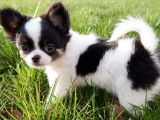 Disponible &agrave; l&rsquo;achat : un chiot Chihuahua bicolore LOF