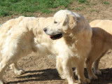 À réserver : 9 chiots Golden Retrievers LOF