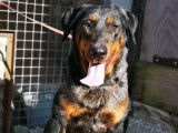 Une chienne Berger de Beauce de 5 ans disponible (LOF)