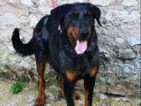 Une chienne Berger de Beauce de 5 ans disponible (LOF)