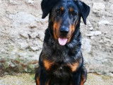 Une chienne Berger de Beauce de 5 ans disponible (LOF)