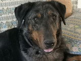 Une chienne Berger de Beauce de 5 ans disponible (LOF)