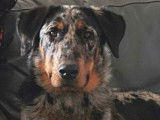 Une chienne Berger de Beauce de 5 ans disponible (LOF)