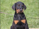5 chiots Dobermann noirs et feu à la vente (LOF)