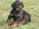 5 chiots Dobermann noirs et feu à la vente (LOF)