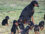 5 chiots Dobermann noirs et feu à la vente (LOF)