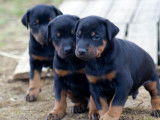 5 chiots Dobermann noirs et feu à la vente (LOF)