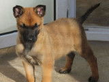 Un chiot mâle Berger Belge Malinois LOF fauve disponible