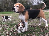 Magnifiques chiots Beagle LOF à vendre
