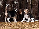 Magnifiques chiots Beagle LOF à vendre