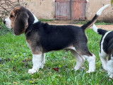 Magnifiques chiots Beagle LOF à vendre