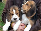 Magnifiques chiots Beagle LOF à vendre