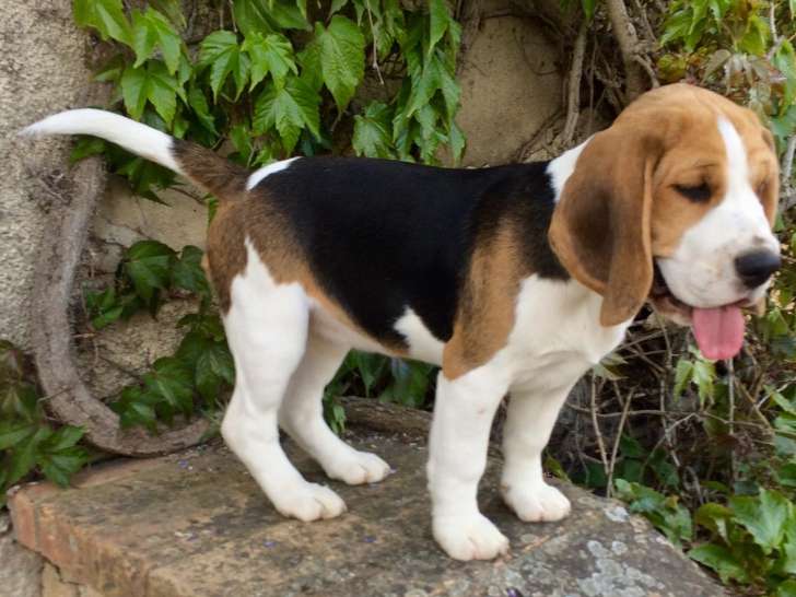 Magnifiques chiots Beagle LOF à vendre