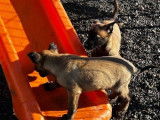 &Agrave; r&eacute;server : 7 chiots Bergers Belges Malinois de pure race