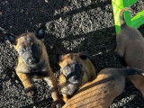 &Agrave; r&eacute;server : 7 chiots Bergers Belges Malinois de pure race