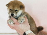 4 chiots Shiba Inus LOF, de janvier 2024, à réserver