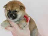 4 chiots Shiba Inus LOF, de janvier 2024, à réserver