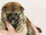 4 chiots Shiba Inus LOF, de janvier 2024, à réserver