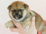 4 chiots Shiba Inus LOF, de janvier 2024, à réserver