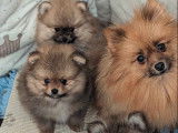 3 chiots mâles Spitz Nains LOF disponibles à la vente