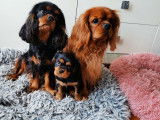 Chiot mâle Cavalier King Charles LOF noir et feu à réserver