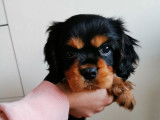 Chiot mâle Cavalier King Charles LOF noir et feu à réserver