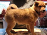 2 chiots Shiba Inus LOF fauves à vendre