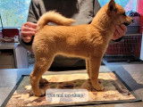 2 chiots Shiba Inus LOF fauves à vendre