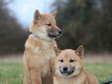 2 chiots Shiba Inus mâles LOF disponibles