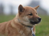 2 chiots Shiba Inus mâles LOF disponibles