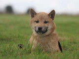 2 chiots Shiba Inus mâles LOF disponibles