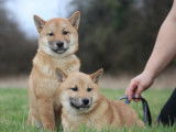 2 chiots Shiba Inus mâles LOF disponibles