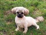 2 chiots mâles Shih Tzu à vendre