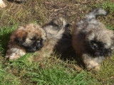 2 chiots mâles Shih Tzu à vendre