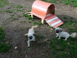 2 chiots mâles Shih Tzu à réserver