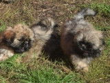 2 chiots mâles Shih Tzu à réserver