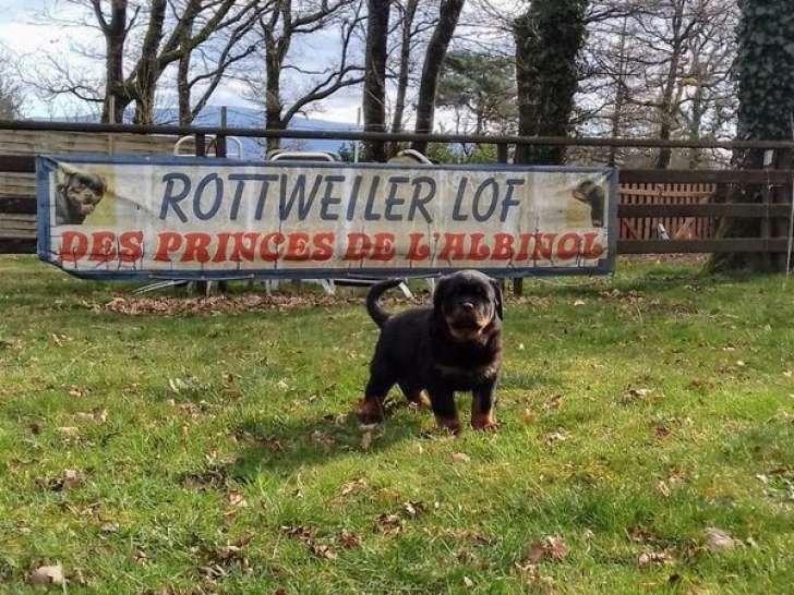 2 chiots Rottweilers LOF noirs et feu à vendre