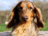 Chien Teckel Nain LOF arlequin chocolat disponible pour saillie