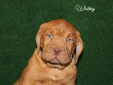 Chiots Dogue de Bordeaux élevés en famille disponibles