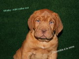 Chiots Dogue de Bordeaux élevés en famille disponibles