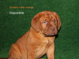 Chiots Dogue de Bordeaux élevés en famille disponibles