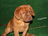Chiots Dogue de Bordeaux élevés en famille disponibles