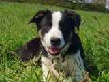 Chiot Border Collie LOF
