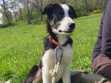 Chiot Border Collie LOF