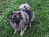 Femelles Spitz Loup LOF à vendre