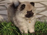 Femelles Spitz Loup LOF à vendre