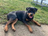 Jeune femelle Rottweiler LOF à vendre