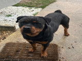 Jeune femelle Rottweiler LOF à vendre