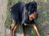 Jeune femelle Rottweiler LOF à vendre