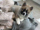 Chien de type Pomsky &agrave; vendre